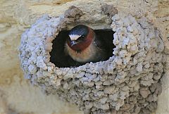 Cliff Swallow